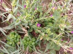Centaurium japonicum