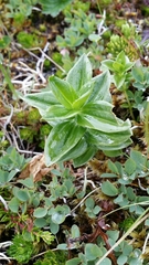 Gentiana platypetala