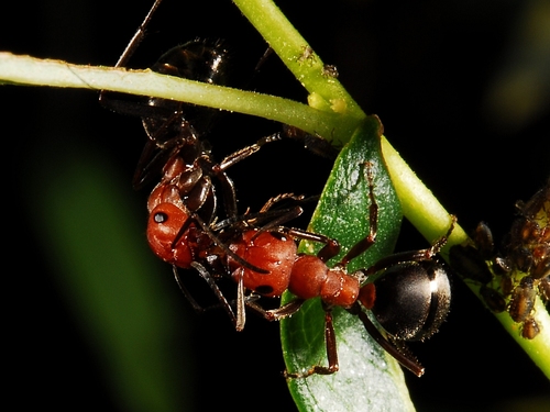 iNaturalist observation photo of Wood, Mound, and Field Ants