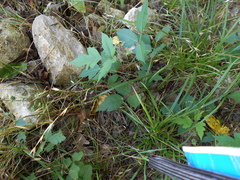 Toxicodendron radicans