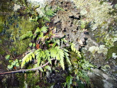 Asplenium appendiculatum appendiculatum