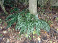 Asplenium appendiculatum appendiculatum