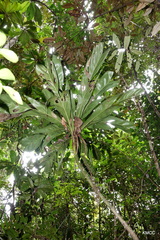 Dypsis