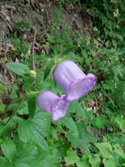 Campanula medium