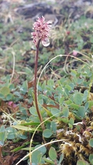Tofieldia coccinea