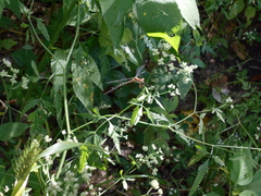Odonata