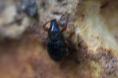 Barypeithes pellucidus