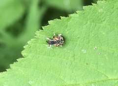 Conotrachelus anaglypticus