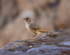 Ammomanes deserti