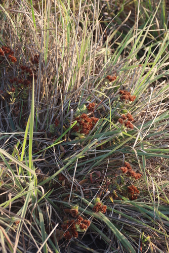 Crassula obovata