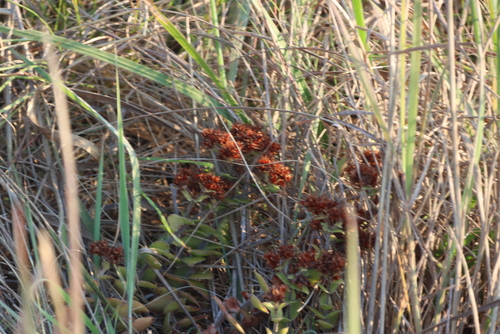 Crassula obovata