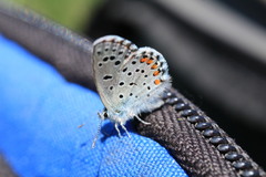 Pseudophilotes vicrama