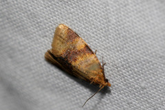 Ptycholoma lecheana