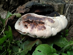 Ganoderma