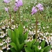 Dodecatheon jeffreyi - Photo (c) Paul Norwood, alguns direitos reservados (CC BY-NC), uploaded by Paul Norwood