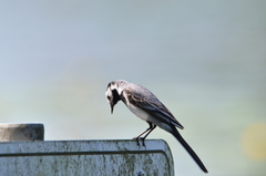 Motacilla alba