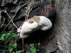 Ganoderma