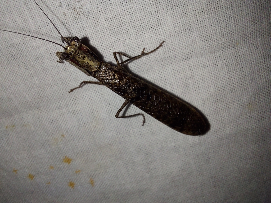 Catestiasula nitida