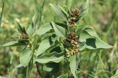 Vincetoxicum pannonicum