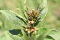 Vincetoxicum pannonicum