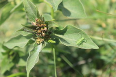 Vincetoxicum pannonicum