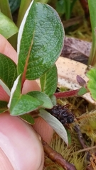 Salix stolonifera