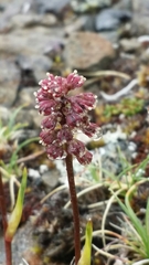 Tofieldia coccinea