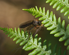 Dioctria rufipes
