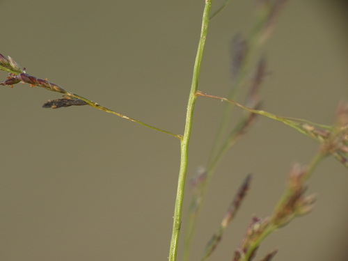 Image of Carolina love grass by no rights reserved
