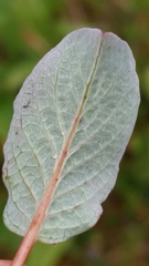 Salix stolonifera