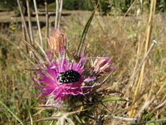 Oxythyrea
