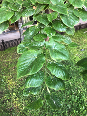 Tilia