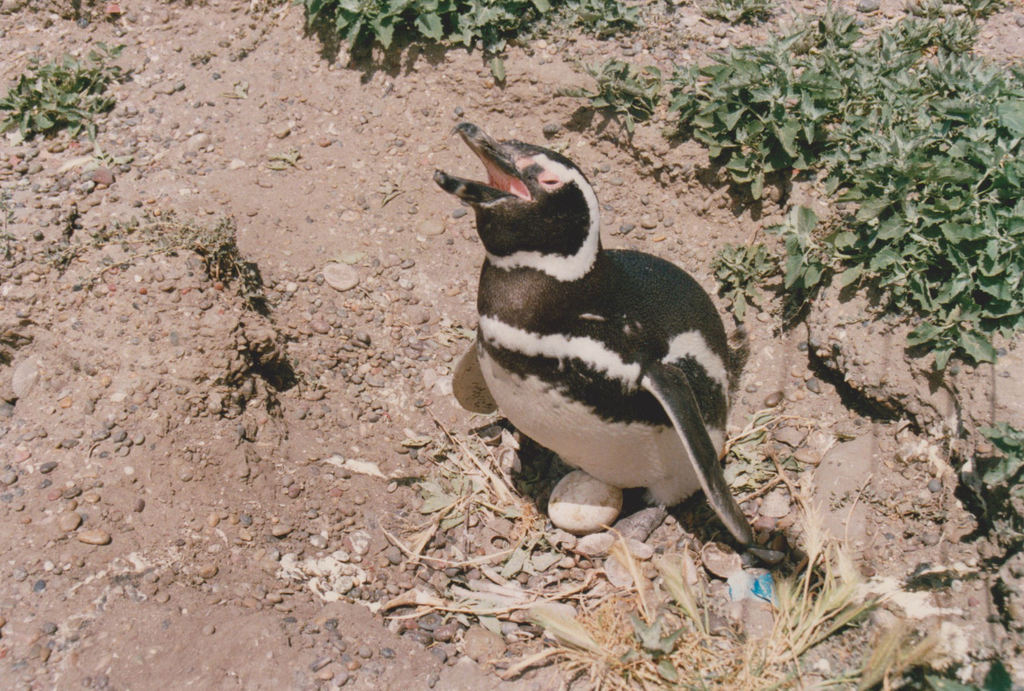 Magellanic Penguin
