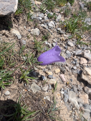Image of Campanula alpestris by (c) Denis Bastianelli, some rights reserved (CC BY)