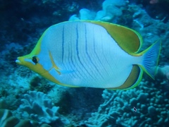 Chaetodon xanthocephalus