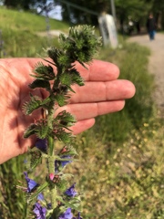 Echium vulgare