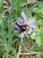 Bombus pratorum