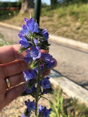Echium vulgare