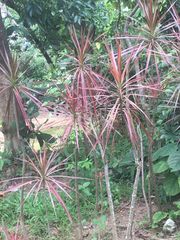 Dracaena reflexa angustifolia