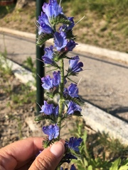 Echium vulgare
