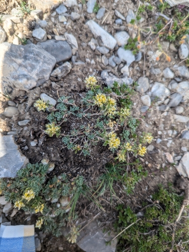 Image of Odontarrhena alpestris by (c) Denis Bastianelli, some rights reserved (CC BY)