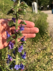 Echium vulgare