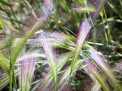 Foxtail Barley