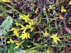 Sedum acre