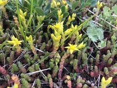 Sedum acre