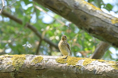 Emberiza citrinella