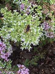 Anthidium