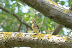 Emberiza citrinella