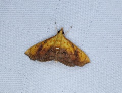 Hyalobathra micralis