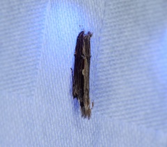 Hypatima spathota